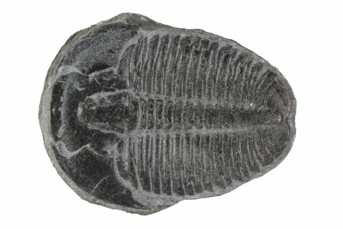 Elrathia Trilobite Fossil - Utah #78982